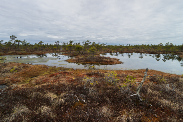 Swamp Lake With Reflections
